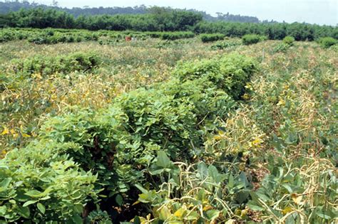 Cowpea Alley Cropping Field Cowpea Interplanted With Gliri Flickr