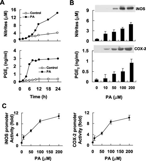 Pa Activation Of Inos Cox 2 Gene Expression And Their Protein