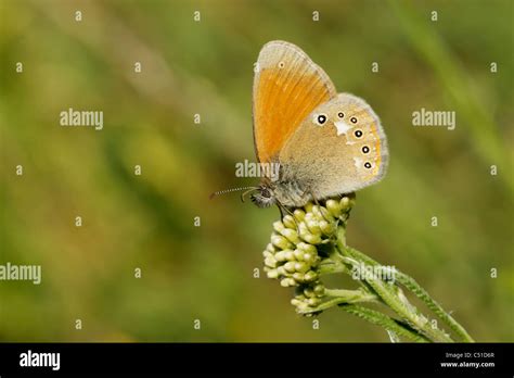 Chestnut Heath Butterfly Coenonympha Glycerion Stock Photo Alamy