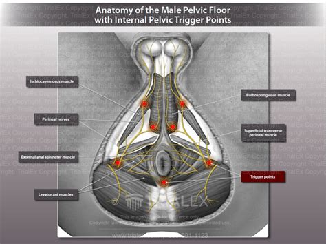 Anatomy Of The Male Pelvic Floor With Internal Pelvic Trigger Poi