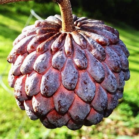 Red Sugar apple (Annona squamosa ) Vibrant live fruit tree 12”-24 ...