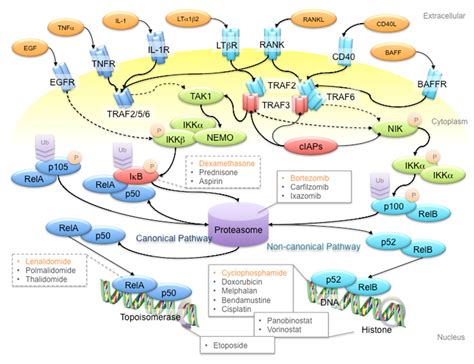 Cancers Free Full Text Targeting Nf B Signaling For Multiple Myeloma