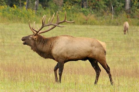 Great Smoky Mountain Elk Photograph by Chuck Irwin