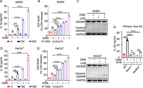 Oncostatin M Sensitizes Keratinocytes To Uvb Induced Inflammation Via