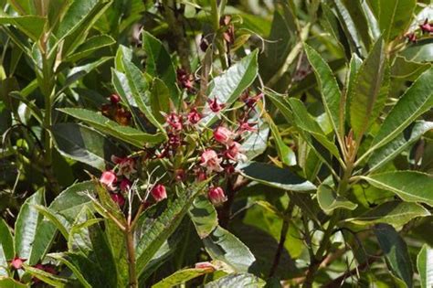 Genus Forgesia · iNaturalist