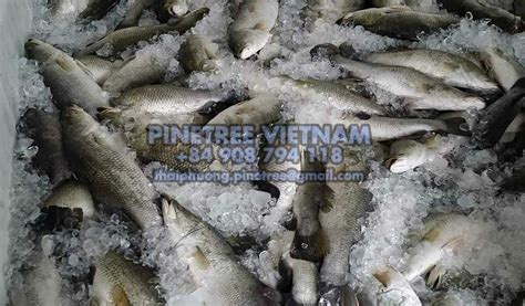 Seabass Pinetree Vietnam Co Ltd Seafood Exporter And Supplier