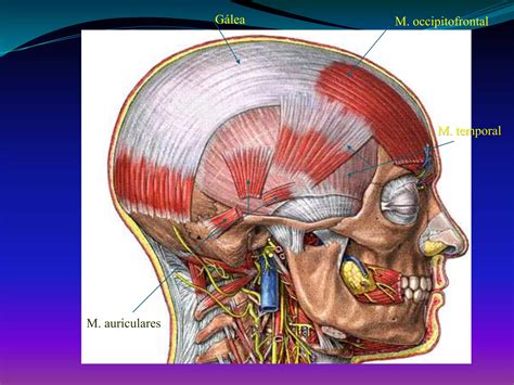 M Sculos De La Cara Morfo Iii Ing Biom Dica Ppt