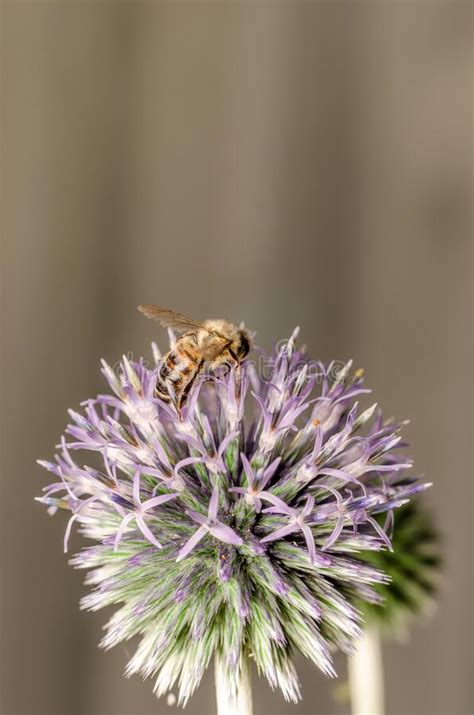 Abelhas Polinizam Echinops Abelha Poliniza Flor Azul Foto De Stock