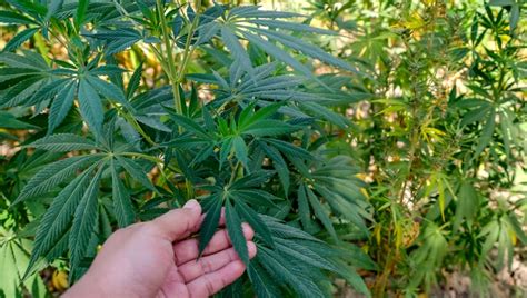 What Is Sativa And Its Effects | Fast Buds