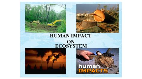 How Do Human Activities Impact Ecosystems