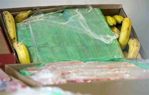 Gioia Tonnellata Di Cocaina Nascosta In Un Carico Di Banane Maxi