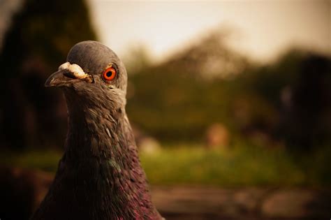 Bildet natur fugl dyr dyreliv nebb Lukk fauna nærbilde