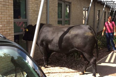 Runaway Bull Captured In Hospital Grounds Nursing Times