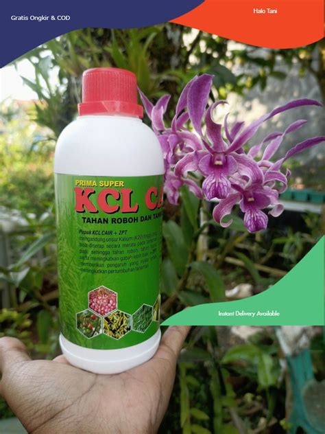 Pupuk Bunga Dan Buah KCl Cair Prima Super 500 Ml Lazada Indonesia