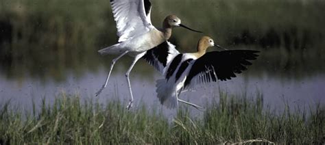 Report sounds alarm on vanishing Great Salt Lake - The Wildlife Society