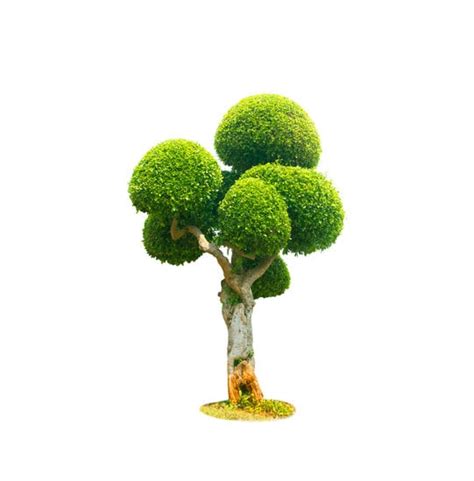 Come Curare Il Bonsai Da Interno Mondo Bonsai