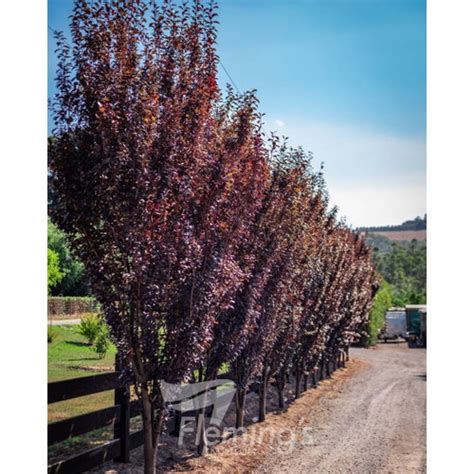 Prunus Oakville Crimson Spire Mm Pot Ballarat Nursery