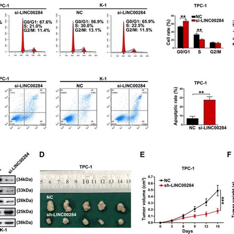 Effects Of Linc Silencing On Ptc Cells Cycle And Apoptosis And Ptc