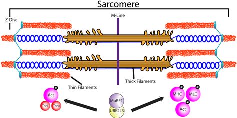 This study investigated the role that the E2 ubiquitin conjugating ... 