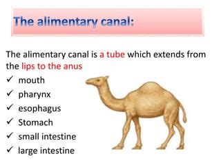 Digestive system of camel | PPT