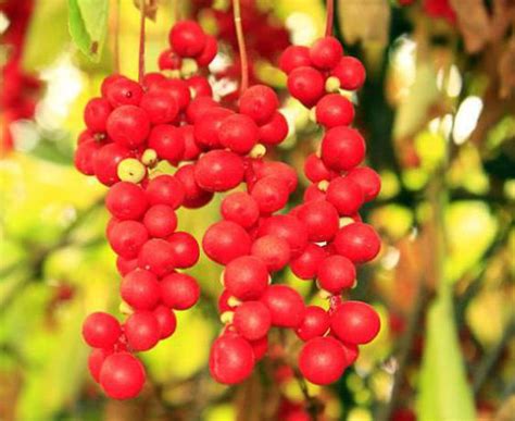 Лимонник (ягода): как использовать и полезные свойства