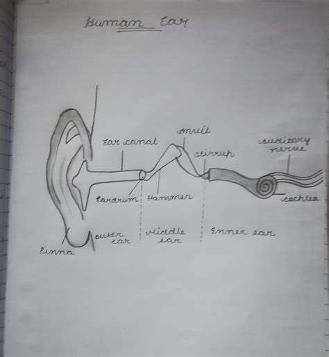 Explain The Working Of Human Ear With The Help Of A Diagram