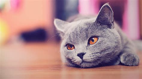 Cat Wallpapers (148 images) - WallpaperCat