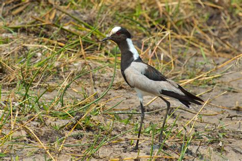 Order Charadriiformes