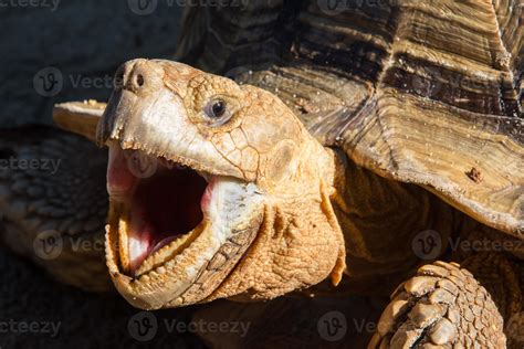 turtle, mouth open, showing teeth, close up, on a black background ...