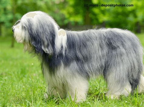 Bearded Collie Steckbrief Fci Klasse Wesen And Mehr Haustiermagazin