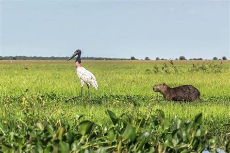 Los Llanos Holidays - Tours & Holidays in Venezuela - Journey Latin America