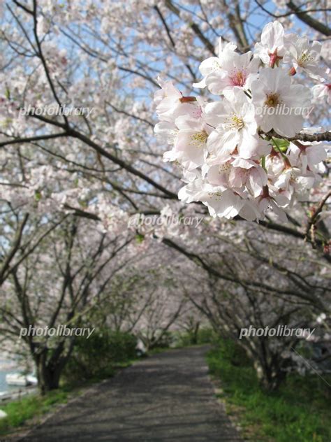 桜のトンネル 写真素材 771627 フォトライブラリー Photolibrary