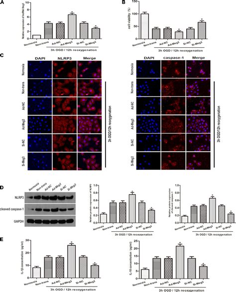 Frontiers Long Non Coding Rna Meg3 Promotes Pyroptosis In Testicular