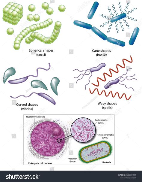 Cell Biology Prokaryotes Types Bacteria According Stock Illustration ...