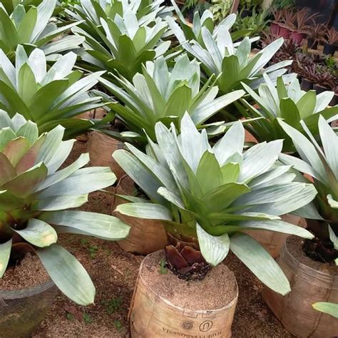 6 Cara Merawat Bromelia Agar Tumbuh Sehat Dan Berdaun Lebat