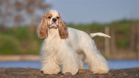 Diferencias Entre El Cocker Spaniel Americano Y El Cocker Spaniel