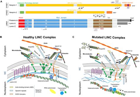 Frontiers Nesprins And Lamins In Health And Diseases Of Cardiac And