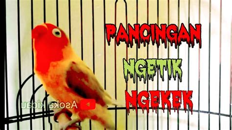 Suara Burung Lovebird Warna Eksotik Ngekek Panjang Masteran Lovebird