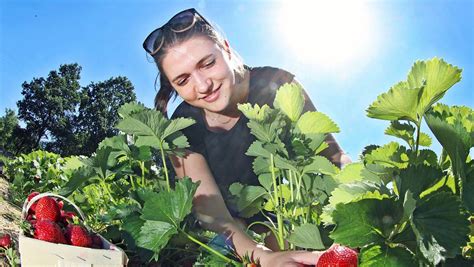 Frisch Vom Feld Hier K Nnen Sie Im Kreis Paderborn Erdbeeren Selber