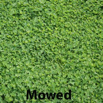 Clover Ground Cover Instead Of Grass - ground cover is best