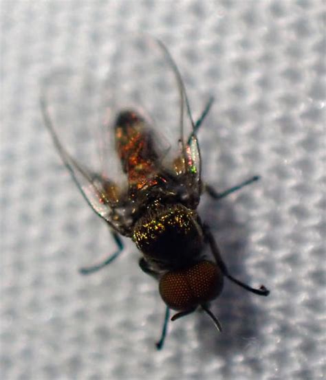 Urban Male Black Fly Simulium Simulium Bugguidenet