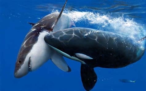 Killer Whale Underwater Wild Killer Whale Un Orca Underwater Orcas