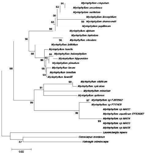 Maximum Parsimony Tree Inferred From Analyses Of Internal Transcribed