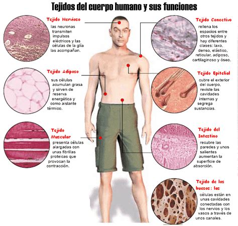 Tejidos Del Cuerpo Humano Y Sus Funciones Cuerpo Humano