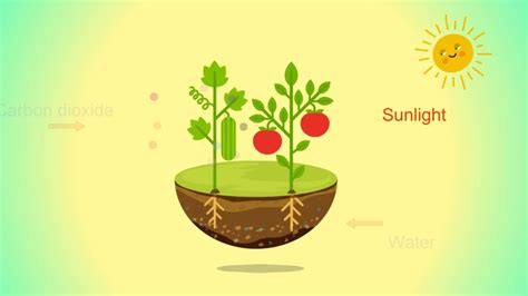 biology photosynthesis process animation Stock Footage Video (100% Royalty-free) 1055050448 ...