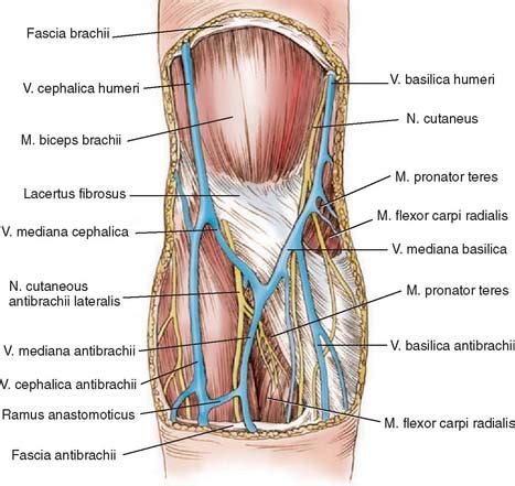 Anatomy of the Elbow Joint | Musculoskeletal Key