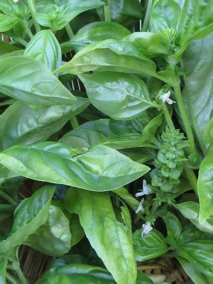 How to Preserve Basil in Olive Oil