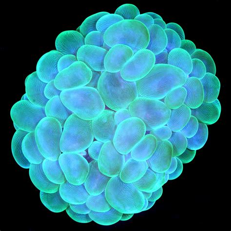 Buy Green Bubble Coral | Live Corals for Sale - Vivid Aquariums