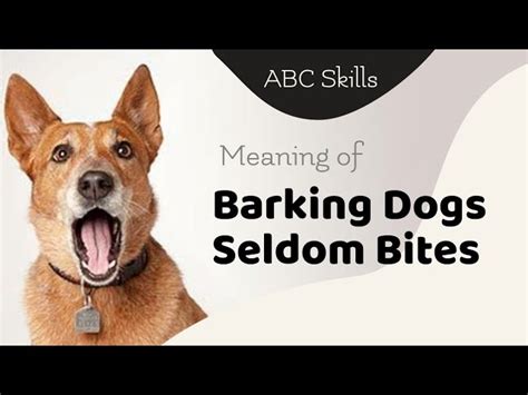 A Barking Dog Doesn T Bite Meaning