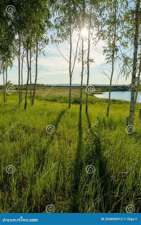 Birch Trees By The Lake In The Evening Backlight Stock Image Image